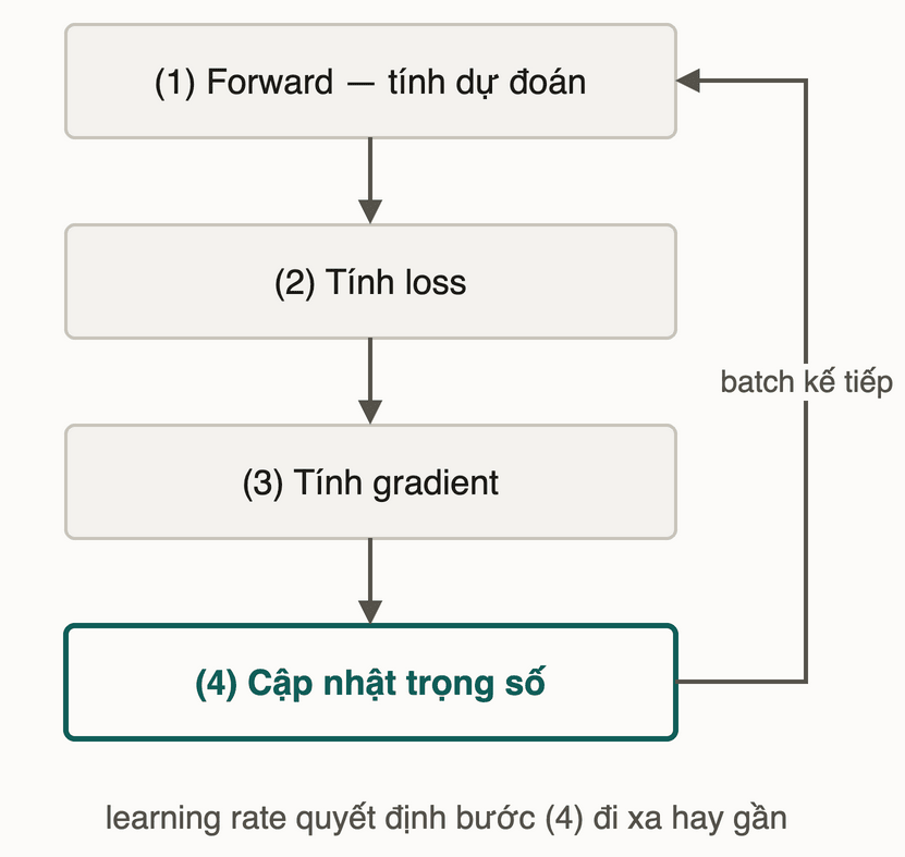 Vòng lặp gradient descent 4 bước: forward tính dự đoán, tính loss, tính gradient, cập nhật trọng số — rồi lặp lại với batch kế tiếp
