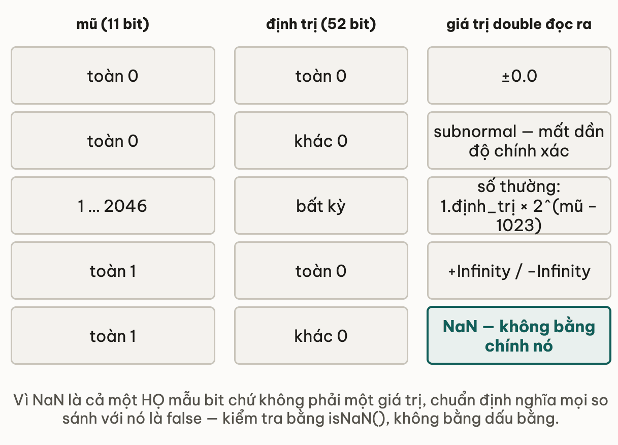 Bảng mũ 11 bit và định trị 52 bit quyết định giá trị double: mũ toàn 0 cho không hoặc số subnormal; mũ từ 1 tới 2046 cho số thường; mũ toàn 1 với định trị bằng 0 cho Infinity, với định trị khác 0 cho NaN — họ mẫu bit khiến mọi so sánh với NaN đều false