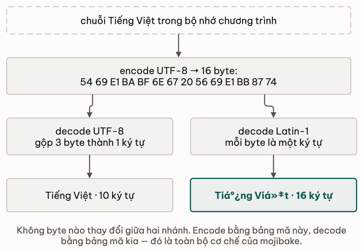 Cùng một dãy 16 byte encode từ chuỗi Tiếng Việt rẽ hai nhánh giải mã: nhánh UTF-8 gộp 3 byte thành 1 ký tự và cho lại Tiếng Việt 10 ký tự; nhánh Latin-1 đọc mỗi byte thành một ký tự và cho chuỗi rác 16 ký tự — không byte nào thay đổi giữa hai nhánh