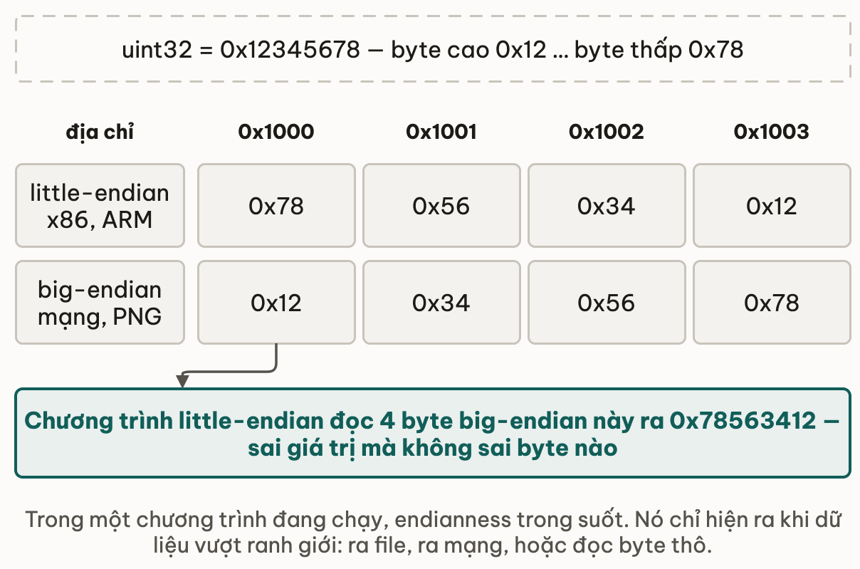Bốn ô địa chỉ từ 0x1000 tới 0x1003 với hai hàng byte: hàng little-endian của x86 và ARM ghi 0x78 0x56 0x34 0x12, hàng big-endian của mạng và PNG ghi 0x12 0x34 0x56 0x78; chương trình little-endian đọc bốn byte big-endian này ra 0x78563412 — sai giá trị mà không sai byte nào
