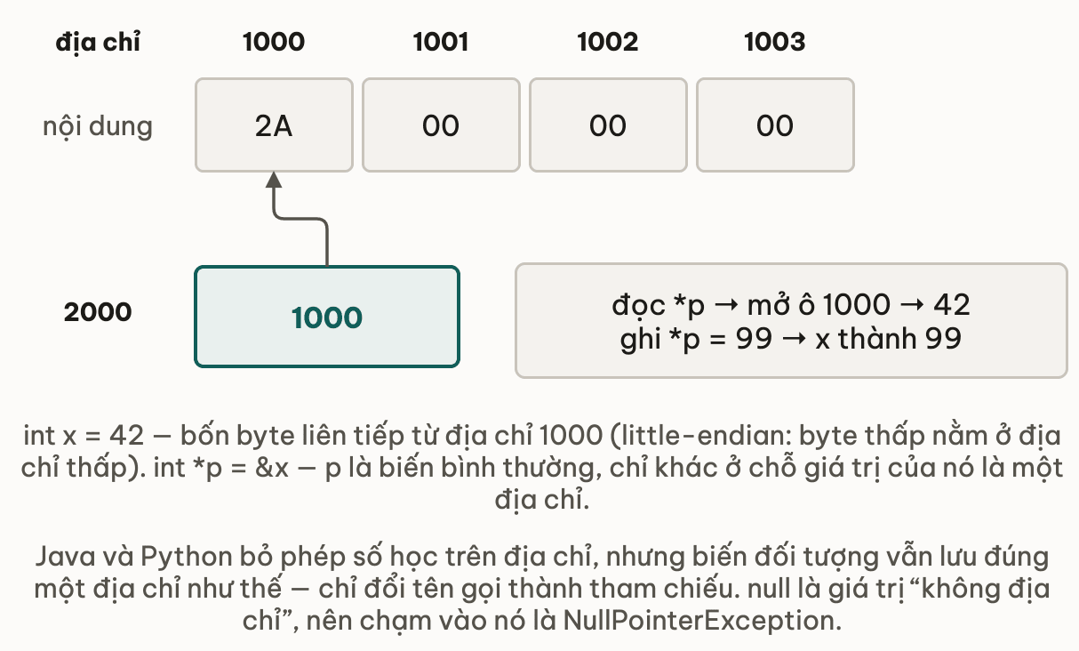Bốn ô nhớ tại địa chỉ 1000 tới 1003 chứa các byte 2A, 00, 00, 00 là biến int x bằng 42 theo little-endian; bên dưới, ô tại địa chỉ 2000 là con trỏ p và giá trị bên trong nó chính là số 1000, kèm mũi tên chỉ lên ô 1000 — đọc sao p cho 42, ghi sao p bằng 99 làm x thành 99