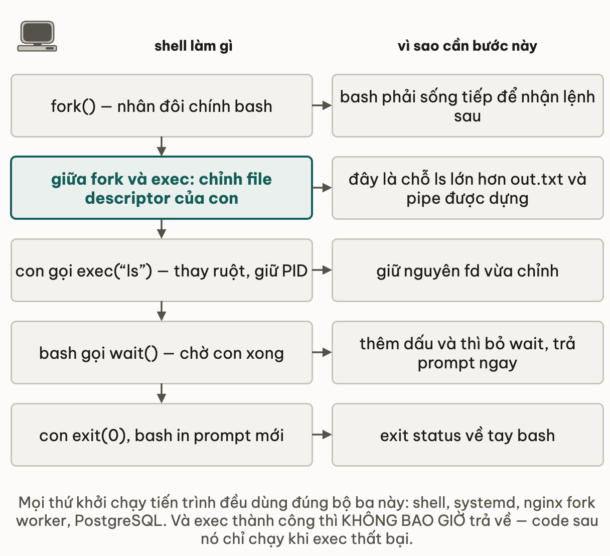 Năm bước shell chạy một lệnh kèm lý do từng bước: fork nhân đôi chính bash vì bash phải sống tiếp để nhận lệnh sau; giữa fork và exec shell chỉnh file descriptor của con, đây là chỗ redirect và pipe được dựng; con gọi exec để thay ruột và giữ nguyên PID cùng các fd vừa chỉnh; bash gọi wait để chờ con xong, thêm dấu và thì bỏ wait; con exit và bash in prompt mới