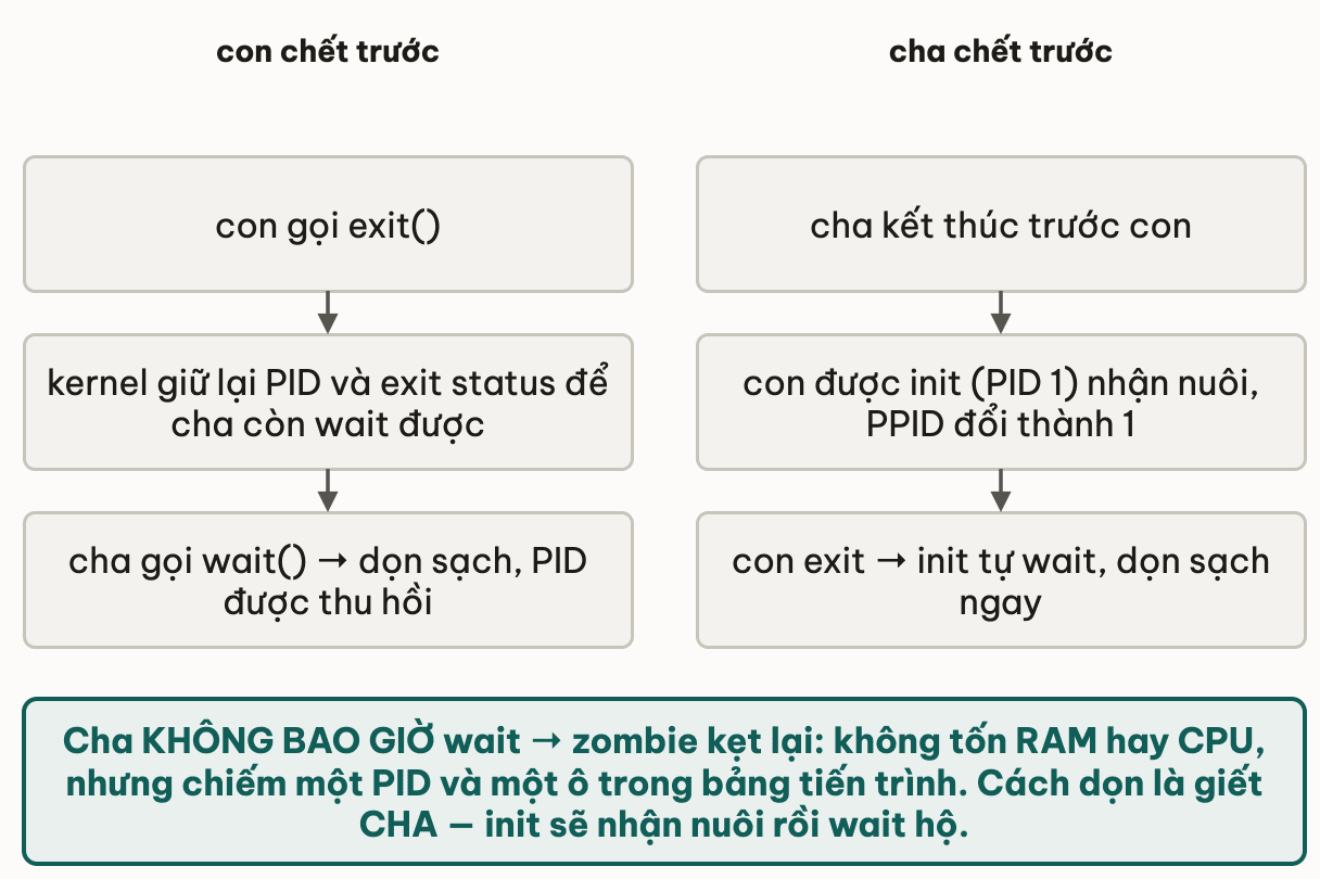 Hai nhánh phân theo ai chết trước: con chết trước thì kernel giữ lại PID và exit status để cha còn wait được, cha gọi wait thì dọn sạch và PID được thu hồi; cha chết trước thì con được init nhận nuôi với PPID đổi thành 1, và khi con exit thì init tự wait dọn sạch ngay — cha không bao giờ wait thì zombie kẹt lại chiếm một PID