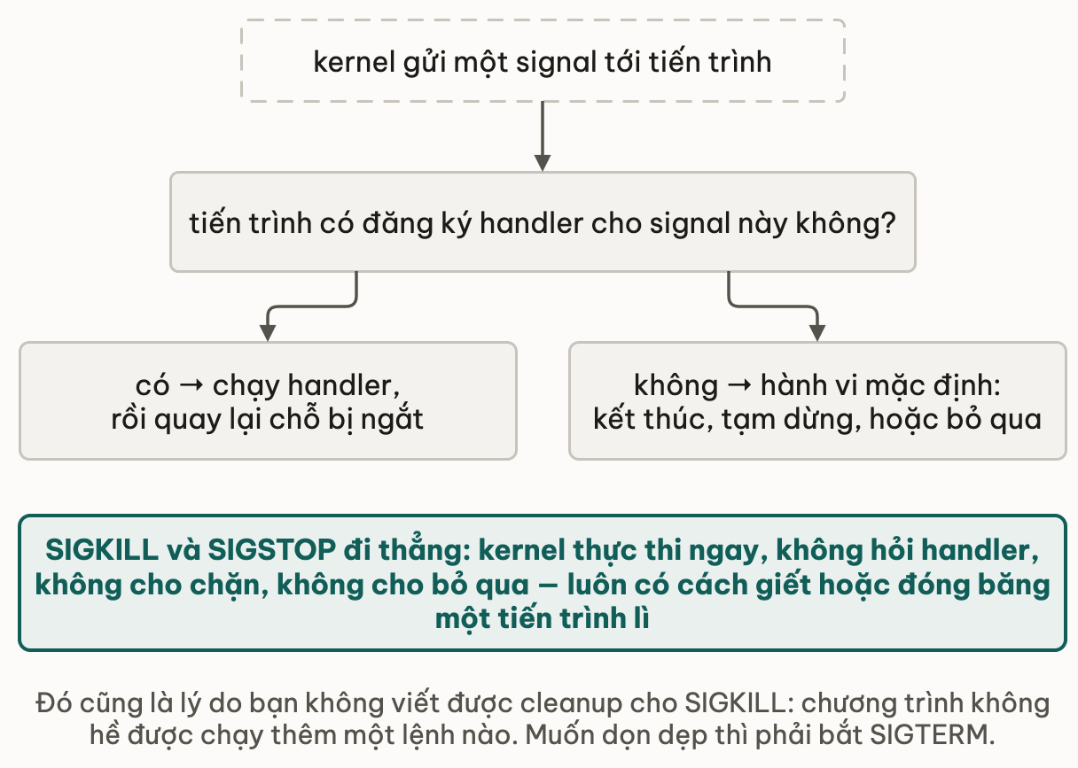 Khi kernel gửi một signal tới tiến trình: nếu tiến trình có đăng ký handler thì chạy handler rồi quay lại chỗ bị ngắt; nếu không thì dùng hành vi mặc định là kết thúc, tạm dừng hoặc bỏ qua; riêng SIGKILL và SIGSTOP đi thẳng, kernel thực thi ngay không hỏi handler và không cho chặn