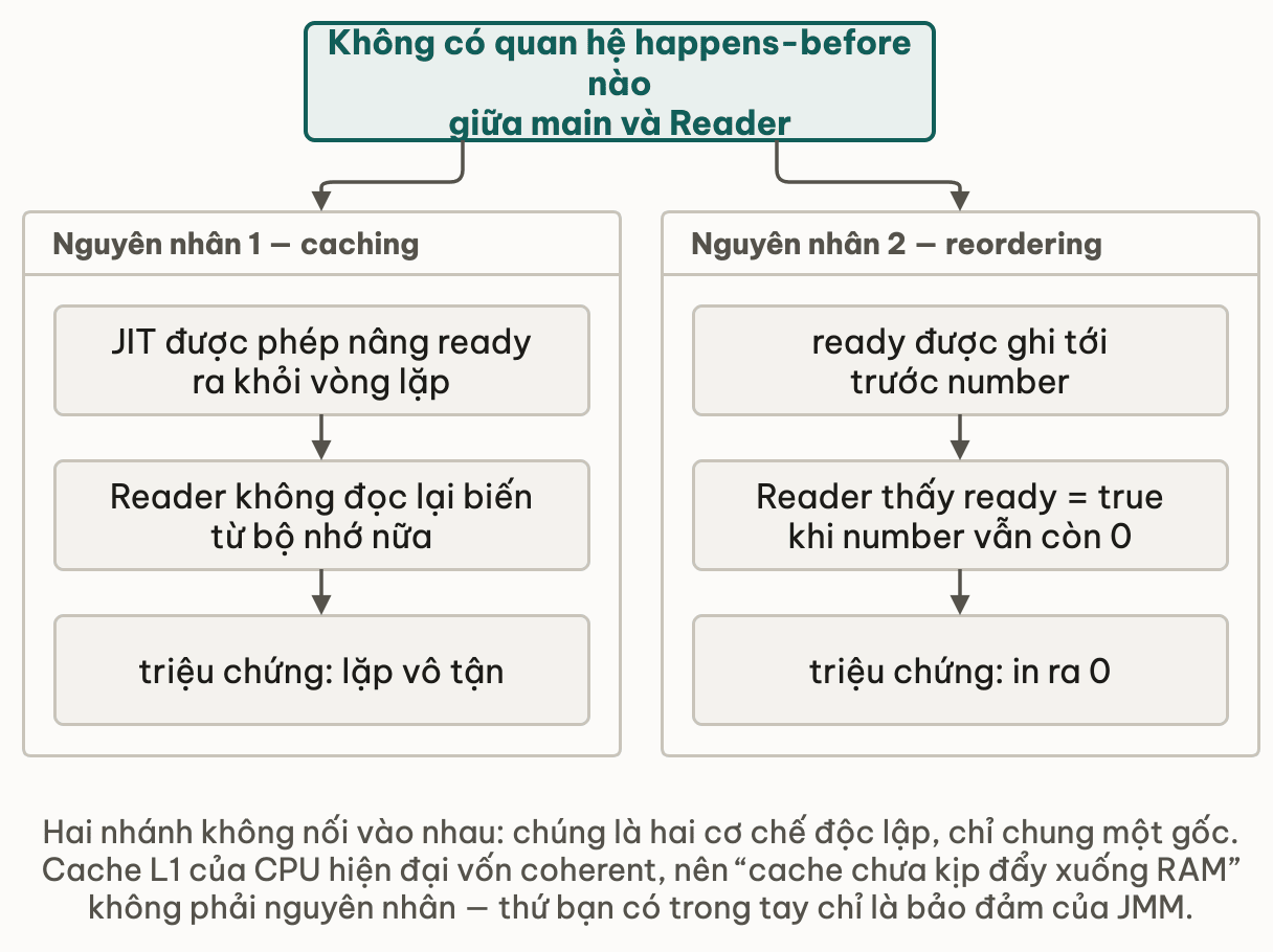 Thiếu happens-before sinh hai nhánh: caching gây lặp vô tận, reordering gây in ra 0
