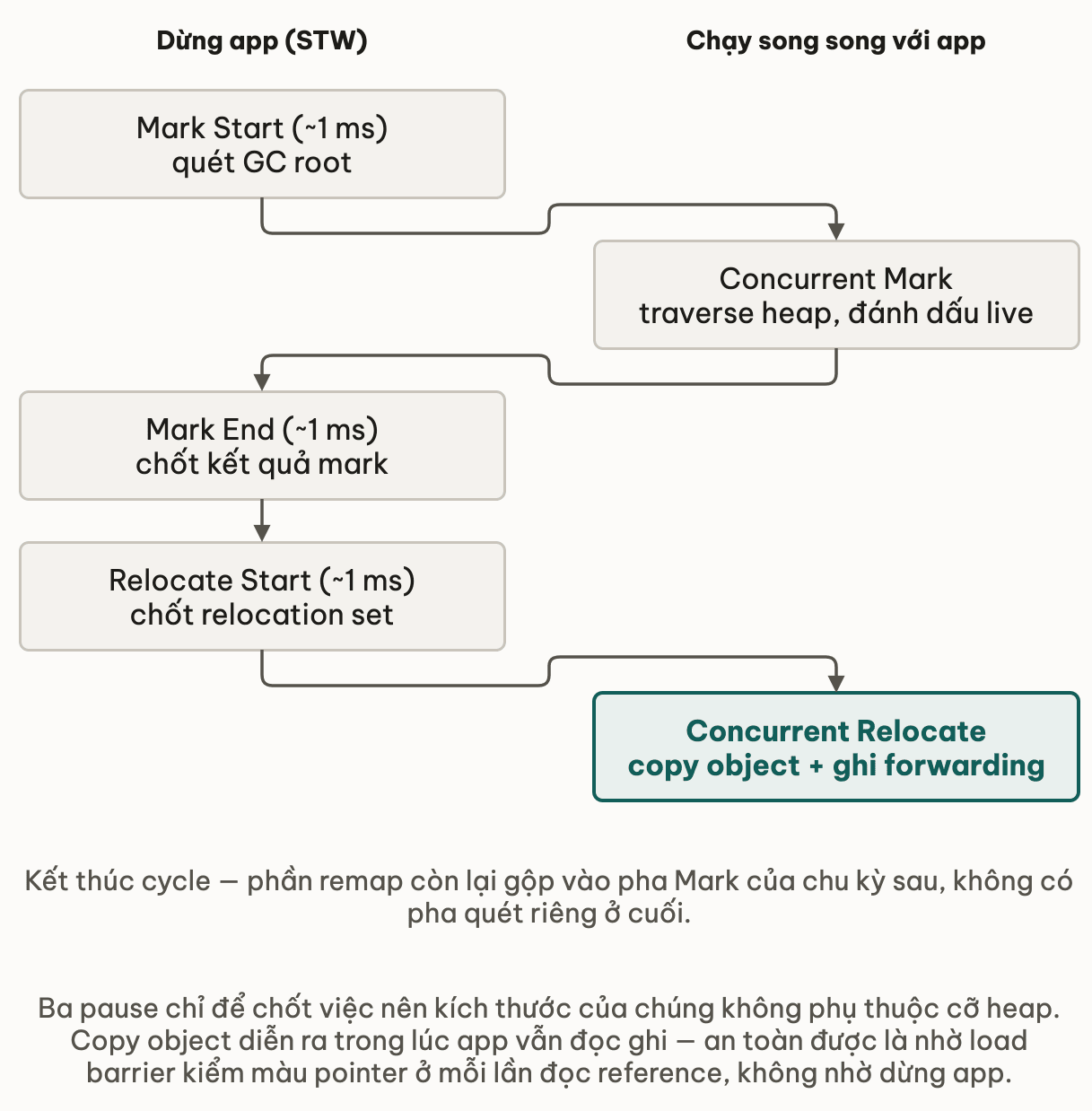 Hai cột song song theo trục thời gian: cột dừng app chỉ chứa ba pause mỏng Mark Start, Mark End và Relocate Start mỗi cái khoảng 1ms, còn cột chạy song song với app chứa Concurrent Mark traverse heap và Concurrent Relocate copy object ghi forwarding table