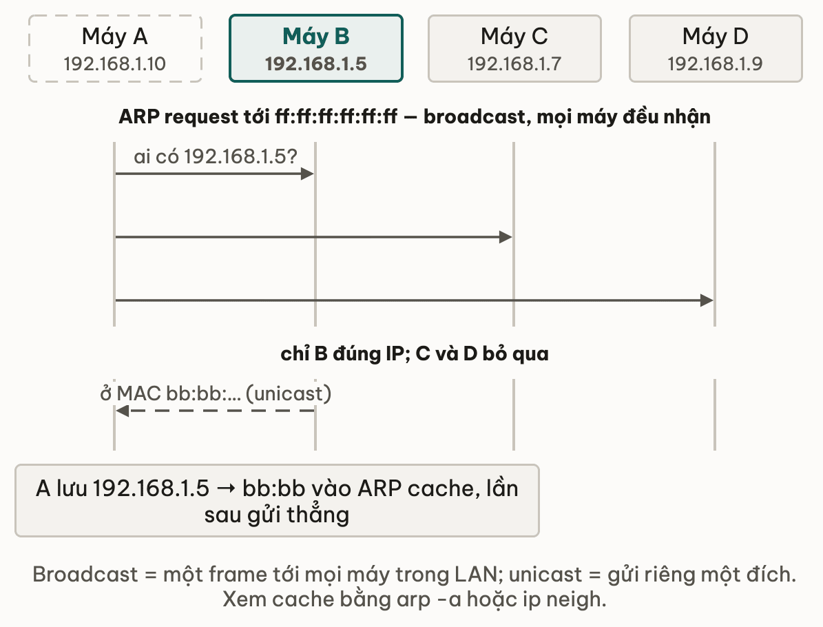 Sơ đồ tuần tự bốn máy A, B, C, D trong LAN: A gửi ARP request tới địa chỉ broadcast hỏi ai có 192.168.1.5, cả B, C, D đều nhận; chỉ B đúng IP trả lời unicast kèm MAC bb:bb, C và D bỏ qua; A lưu cặp IP MAC vào ARP cache để lần sau gửi thẳng