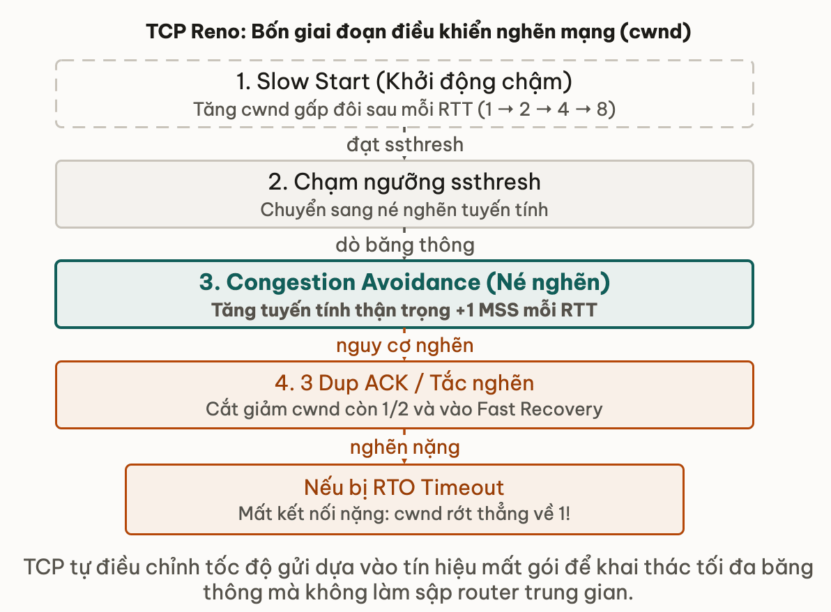 TCP Reno: Bốn giai đoạn điều khiển nghẽn mạng (cwnd)