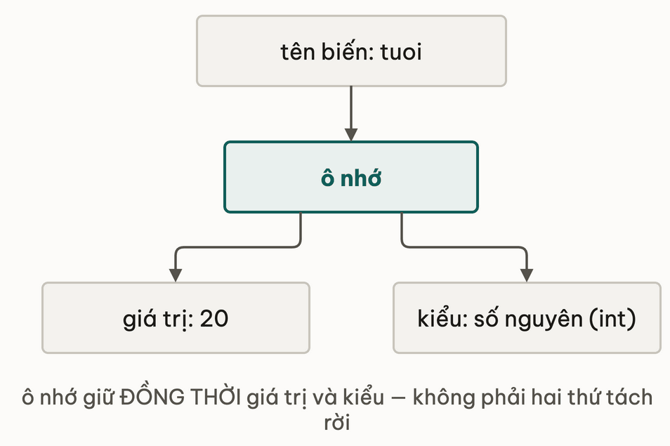 Một ô nhớ mang tên biến tuoi toả ra hai mũi tên: một tới giá trị 20, một tới kiểu số nguyên — ô nhớ giữ đồng thời cả giá trị lẫn kiểu