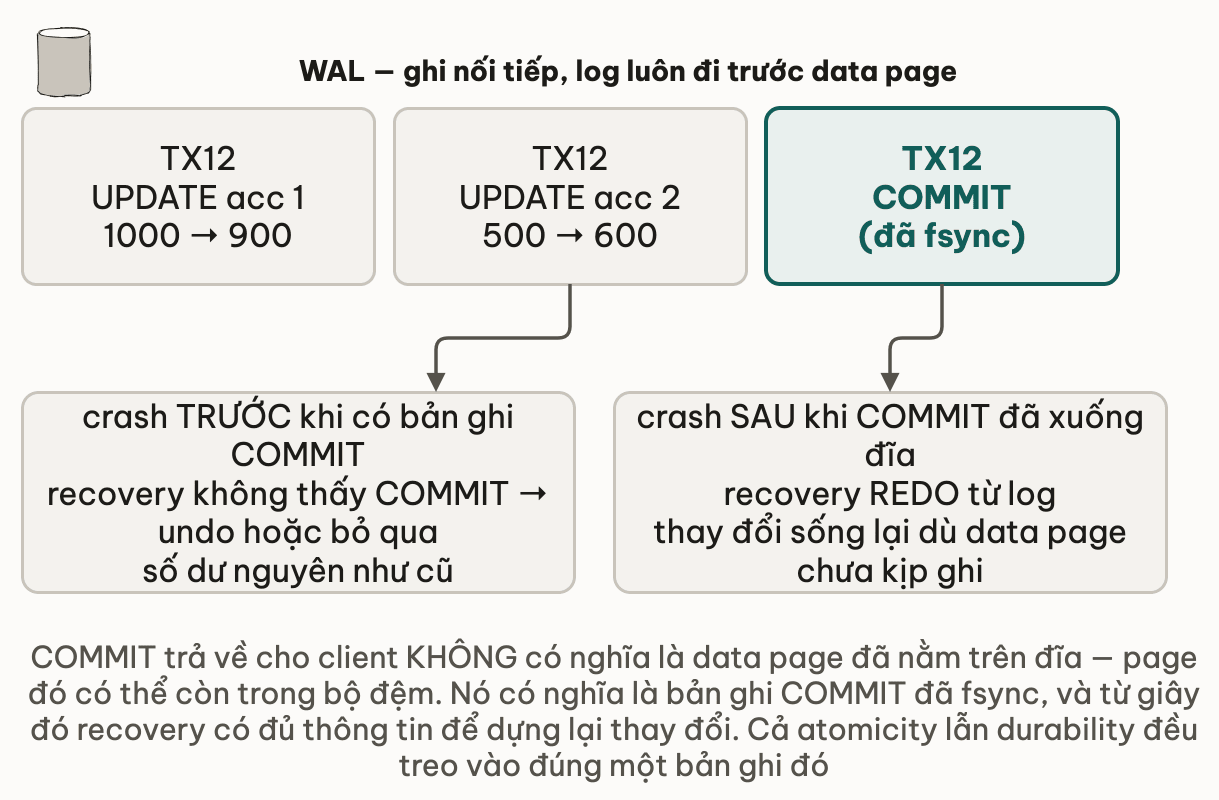 Dải WAL gồm ba bản ghi nối tiếp cho TX12: UPDATE acc 1 từ 1000 xuống 900, UPDATE acc 2 từ 500 lên 600, rồi bản ghi COMMIT đã fsync; crash trước khi có bản ghi COMMIT thì recovery không thấy COMMIT nên undo hoặc bỏ qua và số dư nguyên như cũ, crash sau khi COMMIT đã xuống đĩa thì recovery REDO từ log nên thay đổi sống lại dù data page chưa kịp ghi
